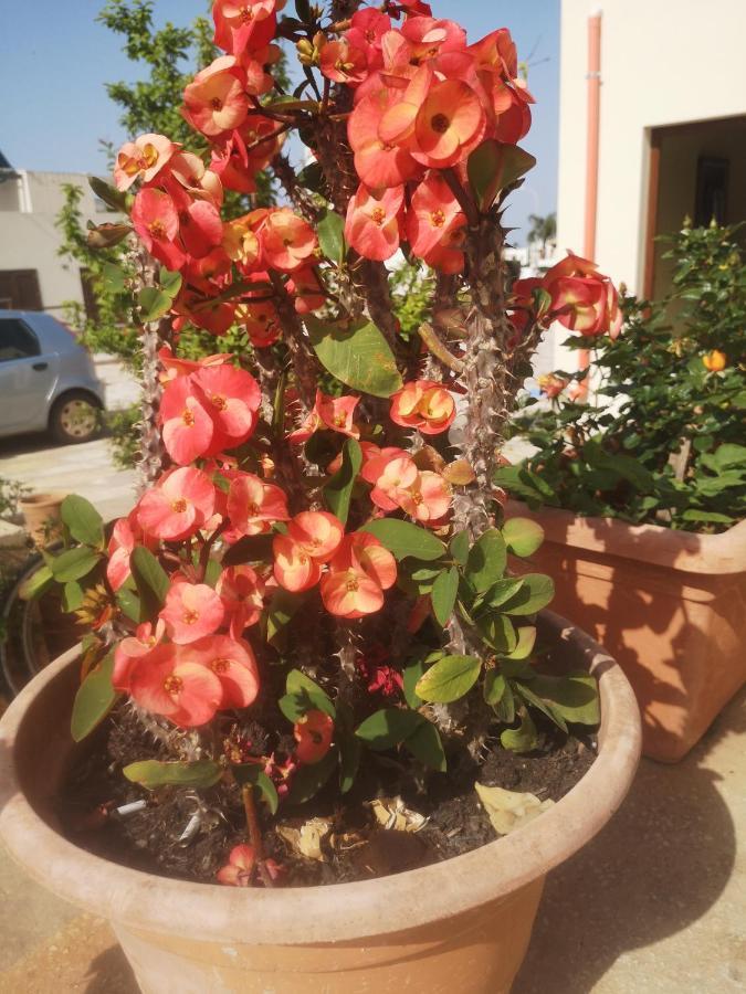 Casa Vacanza Da Samuele ซานวิโต โลคาโป ภายนอก รูปภาพ